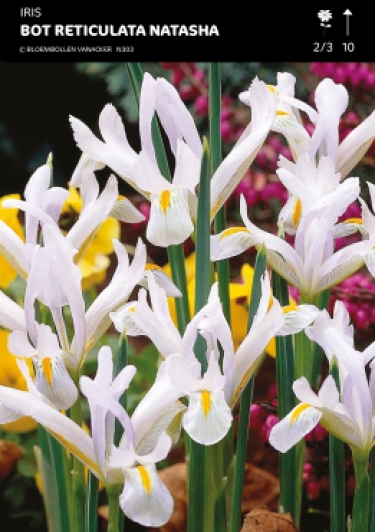 Bot. Iris Reticulata Natasha
