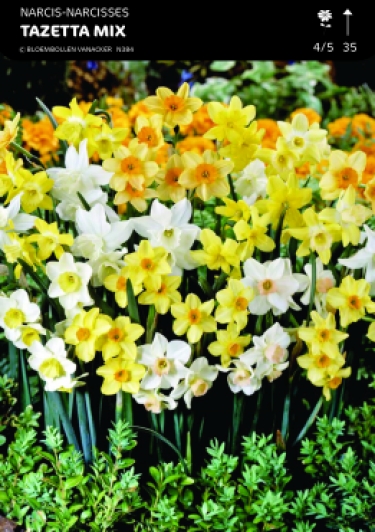 Narcis Tazetta Mix