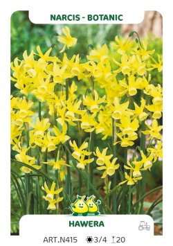 Narcis Hawera