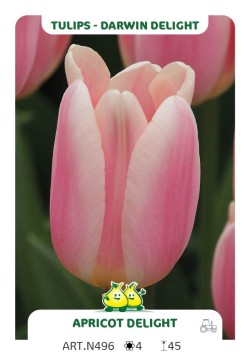 Tulpen Apricot Delight