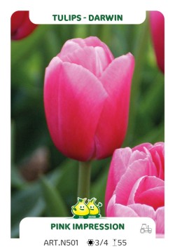 Tulpen Pink Impression
