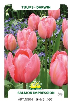 Tulpen Salmon Impression