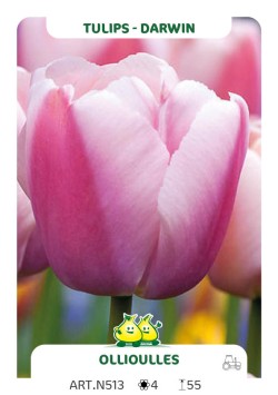 Tulpen Ollioules