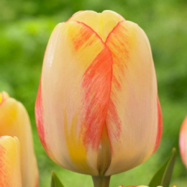 Tulpen Beauty Of Spring