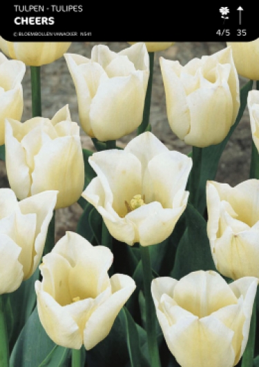 Tulpen Cheers