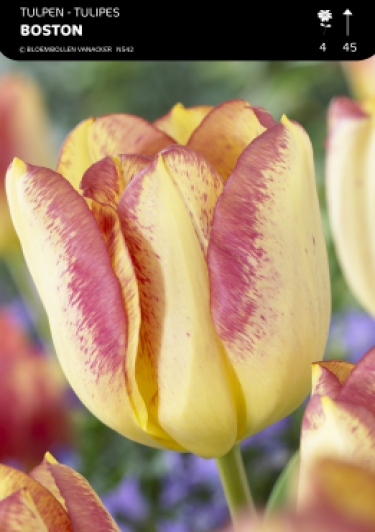 Tulpen Boston