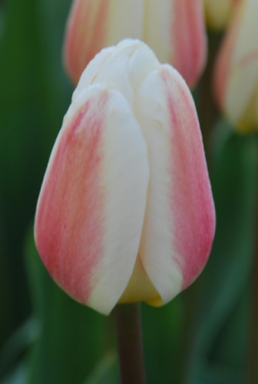 Tulpen Beau Monde