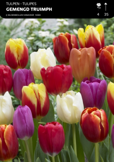 Tulp Darwin-laat-triumph-vroeg-botanisch Mix