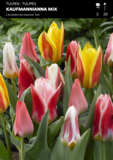 Tulp Kaufmannianna en Greigii Mix