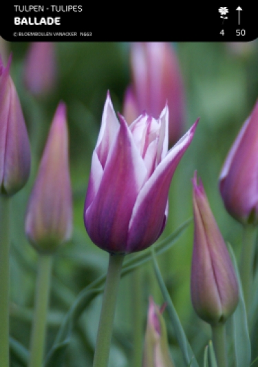 Tulp Ballade