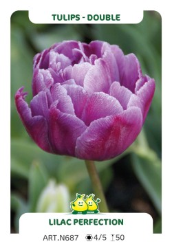 Tulp Lilac Perfection