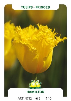 Tulp Hamilton