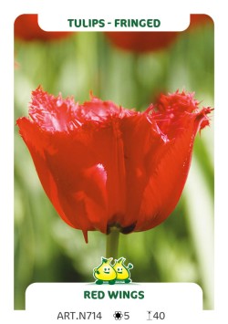 Tulp Red Wings