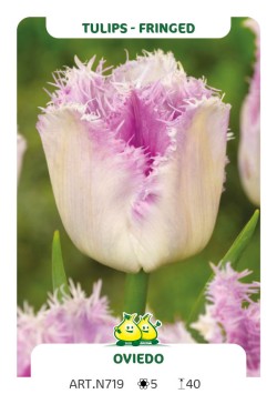Tulp Oviedo