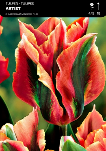 Tulp Artist