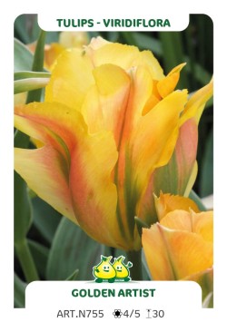 Tulp Golden Artist
