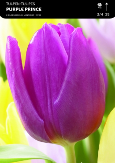 Tulp Purple Prince