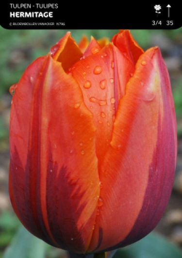 Tulp Hermitage