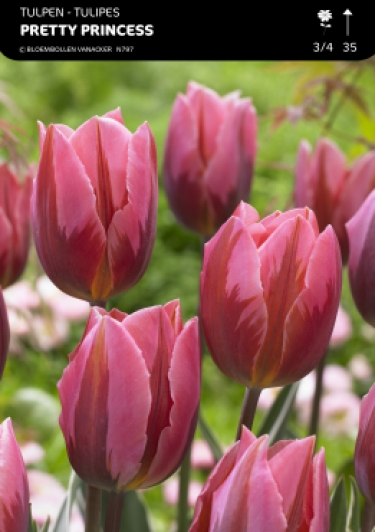 Tulp Pretty Princess