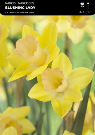 Narcis Blushing Lady