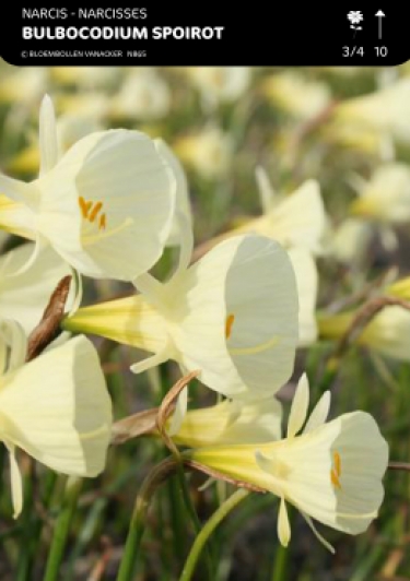 Narcis Bot. Bulbocodium Golden Bels Spoirot