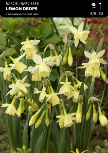 Narcis Lemon Drop