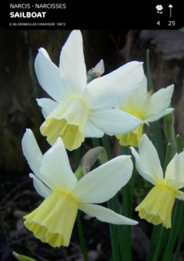 Narcis Sailboat