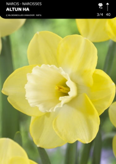 Narcis Altun Ha