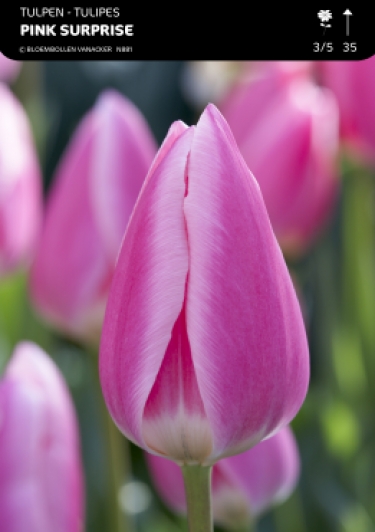 Tulp Pink Surprice