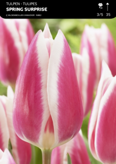 Tulp Spring Surprice