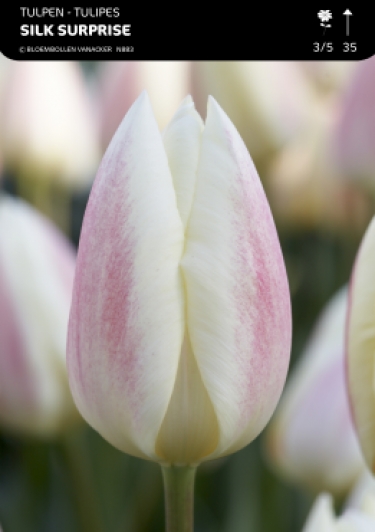 Tulp Silk Surprice