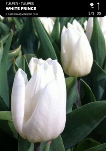 Tulp White Prince