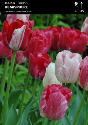 Tulpen Hemisphere