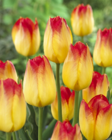 Tulpen Suncatcher
