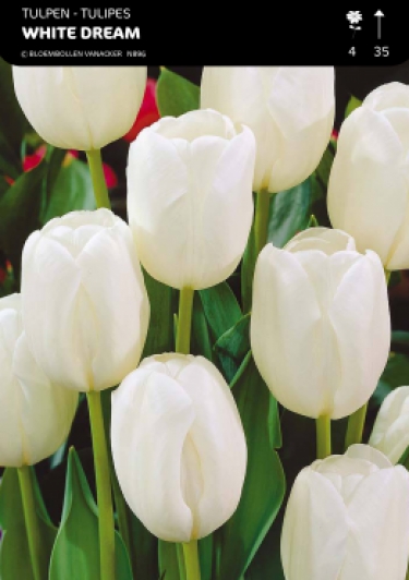 Tulpen White Dream