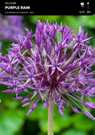 Allium Purple Rain