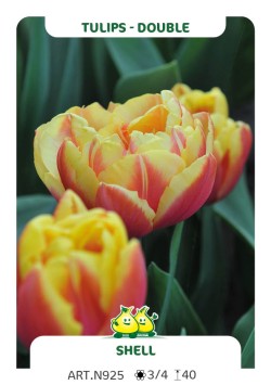 Tulp Shell
