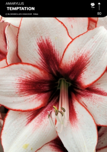 Amarylis Temptation
