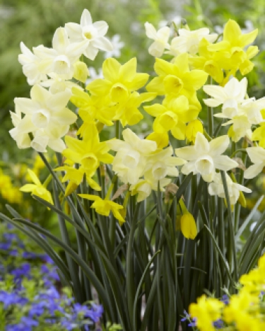 Narcis Sun & Moonlight Sensation Mix 2Fast