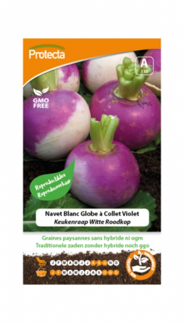 Navet Blanc Globe ? Collet Violet