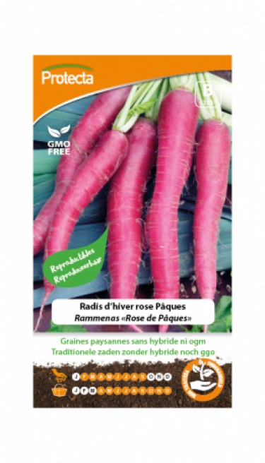 Radis d'hiver rose Pâques PRO153