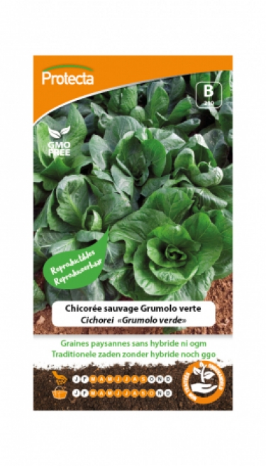 ChicorÃ©e sauvage Grumolo verte PRO210