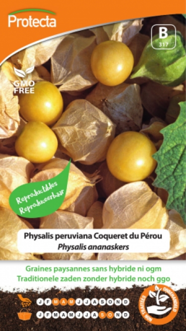 Physalis peruviana Coqueret du Pérou PRO317