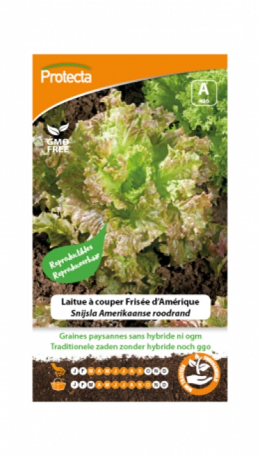 Laitue Ã  couper FrisÃ©e d'AmÃ©rique PRO406