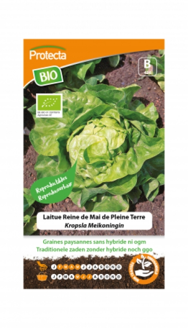 BIO Laitue Reine de Mai de Pleine Terre