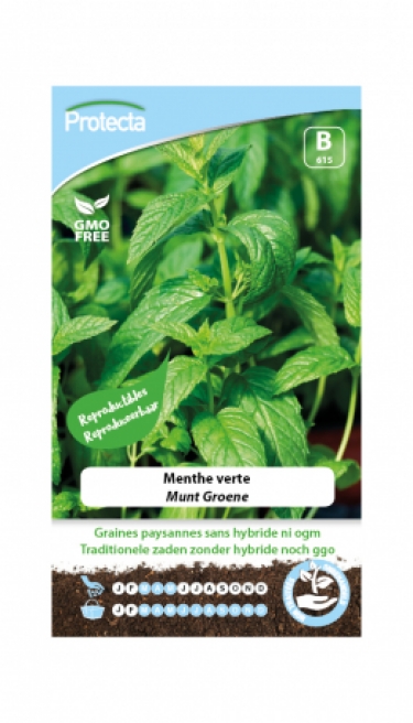 Menthe verte