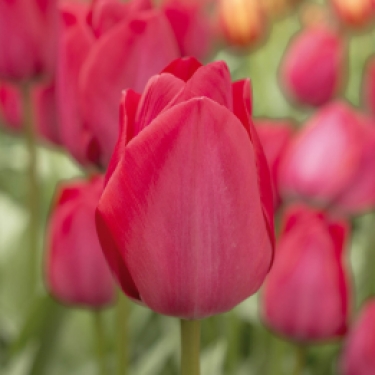 Tulpen Spryng tide